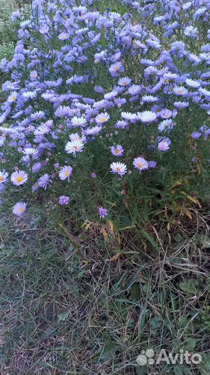 Сентябринки