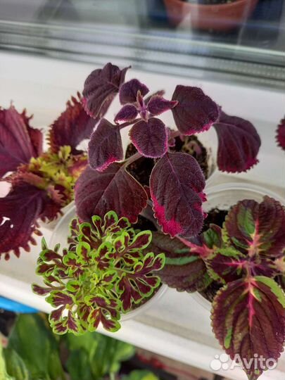 Колеусы вегетативные