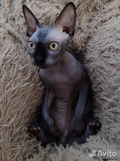 Канадский сфинкс вязка