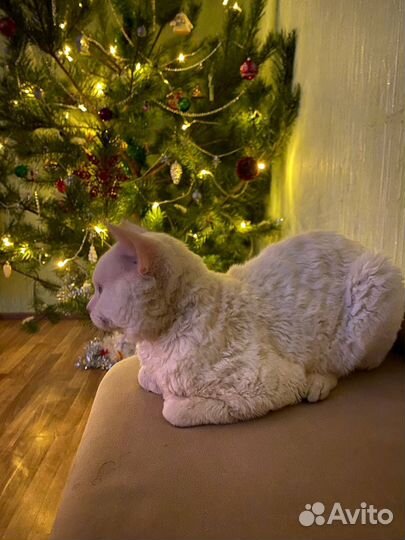 Кот девон-рекс