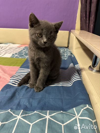 Британская