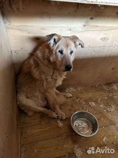 Златан ищет любовь среди людей