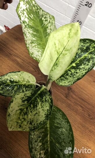 Аглаонема Whaite Rose