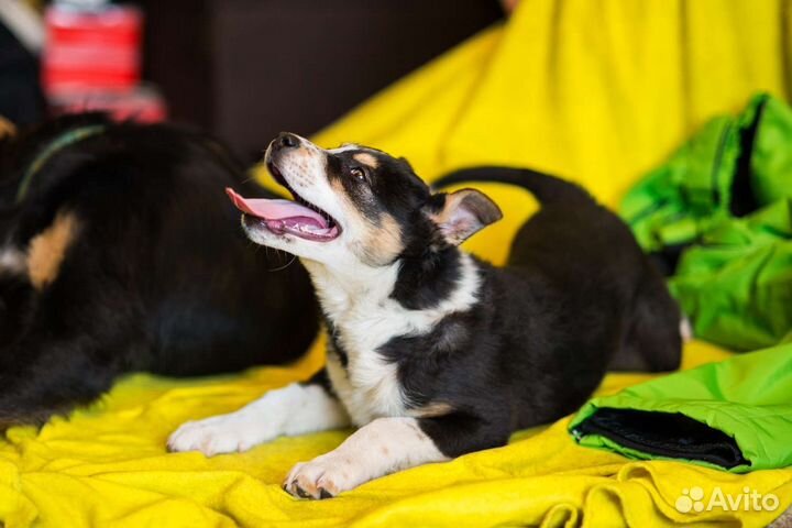 Крутая девчонка