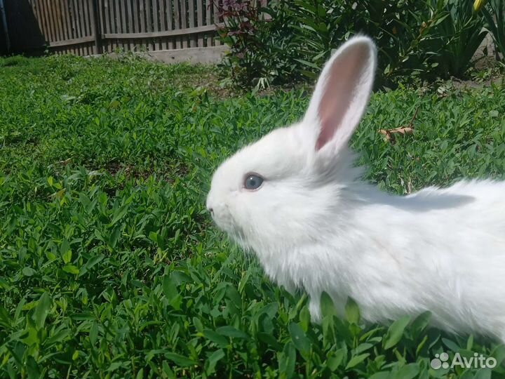 Крольчата