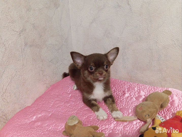 Чихуахуа девочка