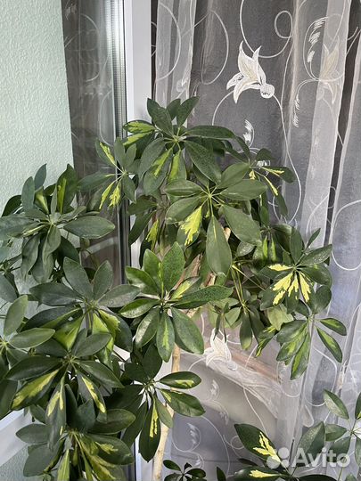 Шефлера вариегатная