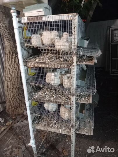 Продам перепёлок