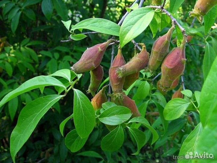 Химонант скороспелый китай семена