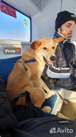 Домашняя Ума мерзнет в приюте