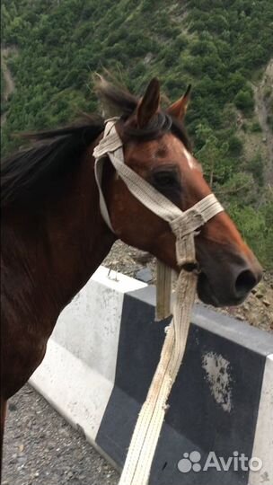 Жеребец иноходец