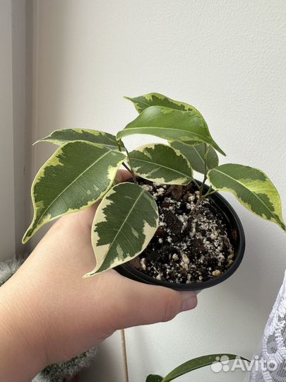 Фикусы Бенджамина