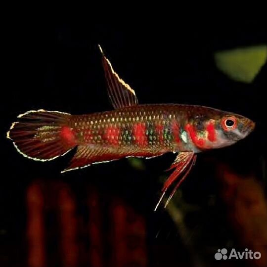 Рыбка Петушок (Betta Splendens)