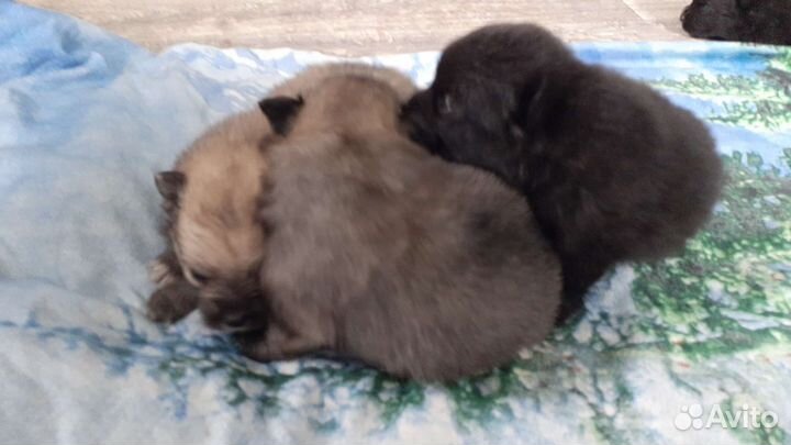 Щенки шпица