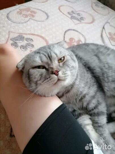Британец отдам кота
