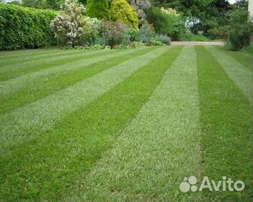 Продажа Рулонного газона