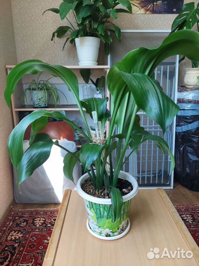 Эухарис амазонская лилия