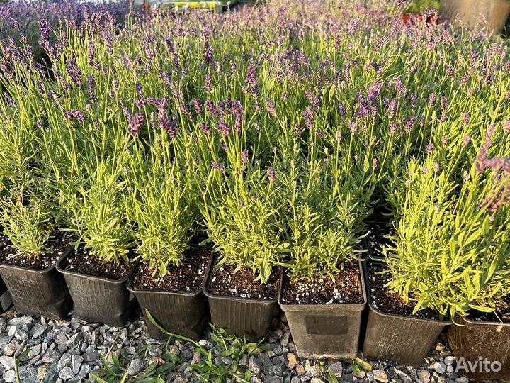 Лаванда узколистная