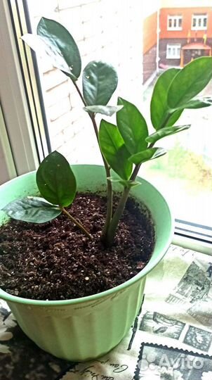 Замиокулькас долларовое дерево