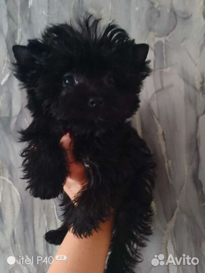 Йоркширский терьер Уголёк 3 мес