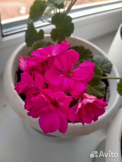 Пеларгония герань