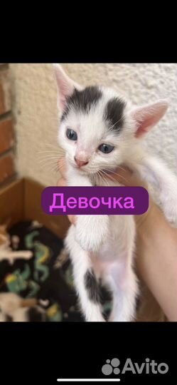 Котята в добрые руки