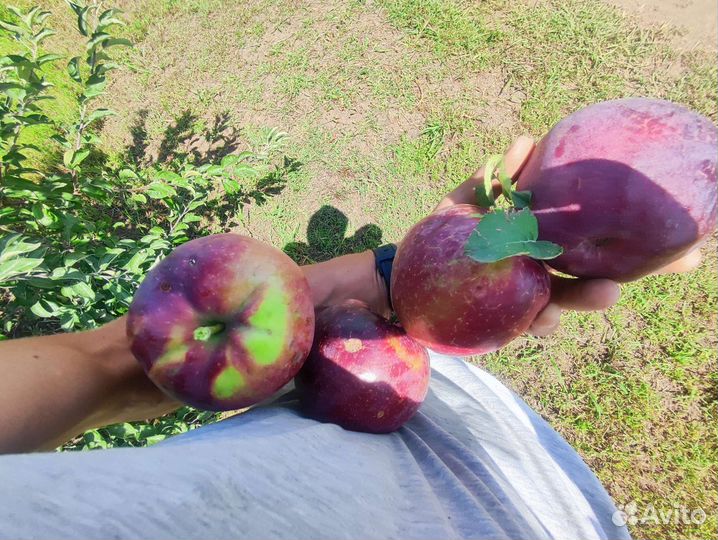 Яблоки Вильямс