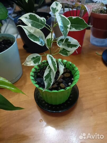 Фикус бенджамина