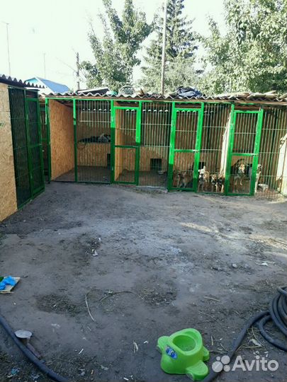 Передержка собак