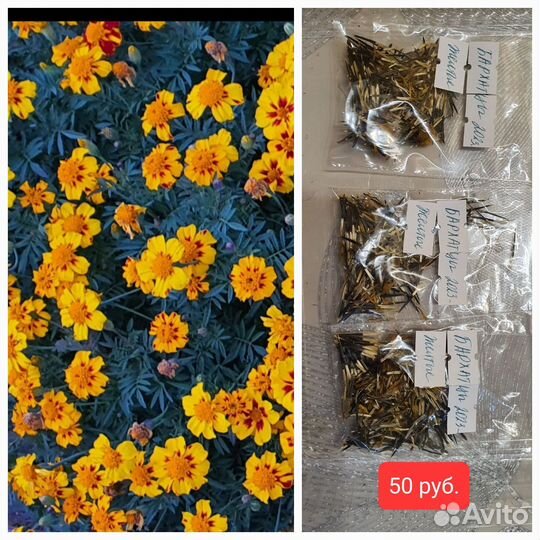 Семена бархатцев, циний, базилика, салата, кинзы