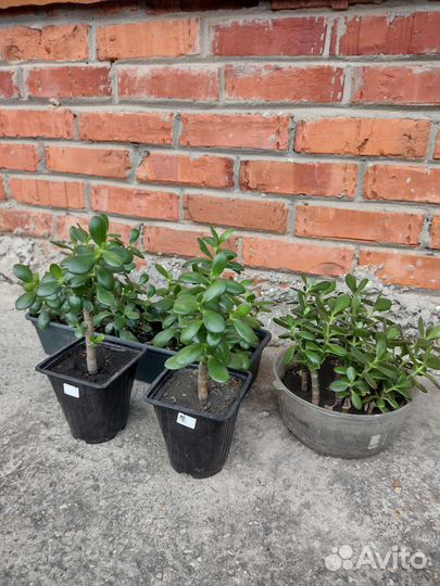 Комнатные цветы фикус замиокулькас