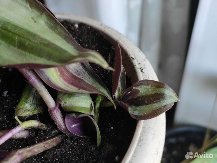 Традесканция трёхцветная с корнями в горшке