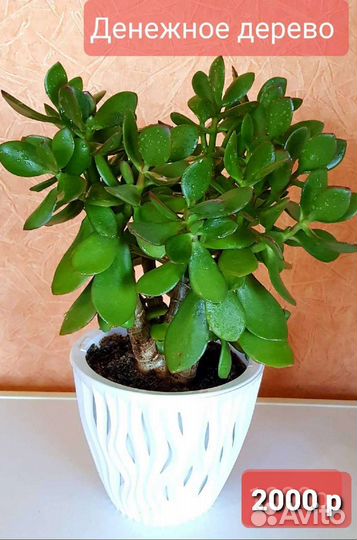 Кактусы,денежное дерево,традисканция