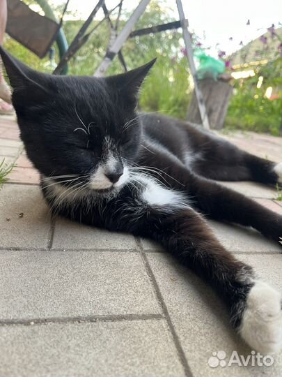 Кот в добрые руки