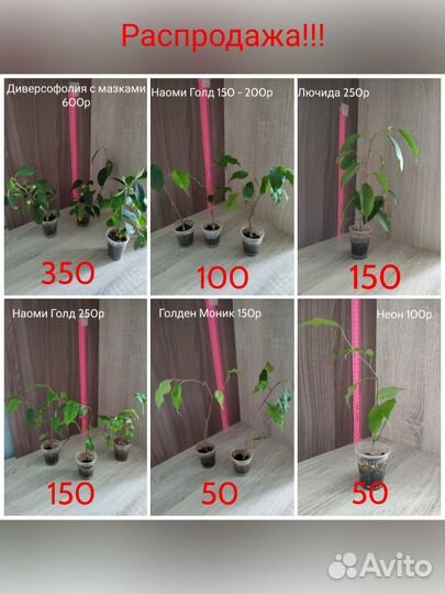 Сортовые фикусы