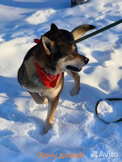 Молодой активный пес в поиске мамы и папы