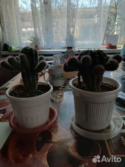 Комнатные растения