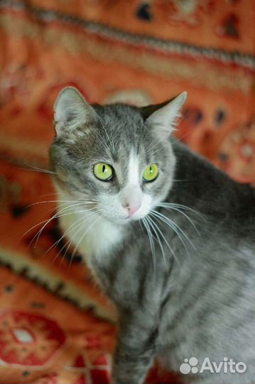 Кот в добрые руки