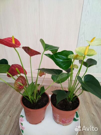 Комнатные цветы антуриум