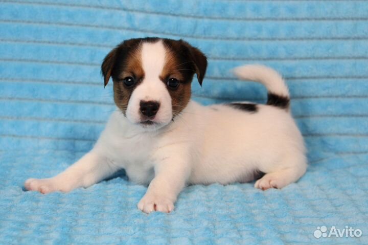 Джек Рассел терьер