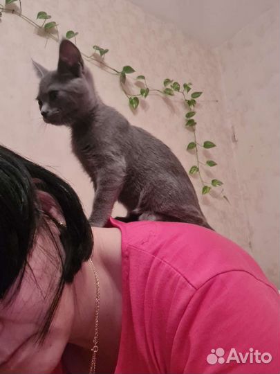 Британские котята