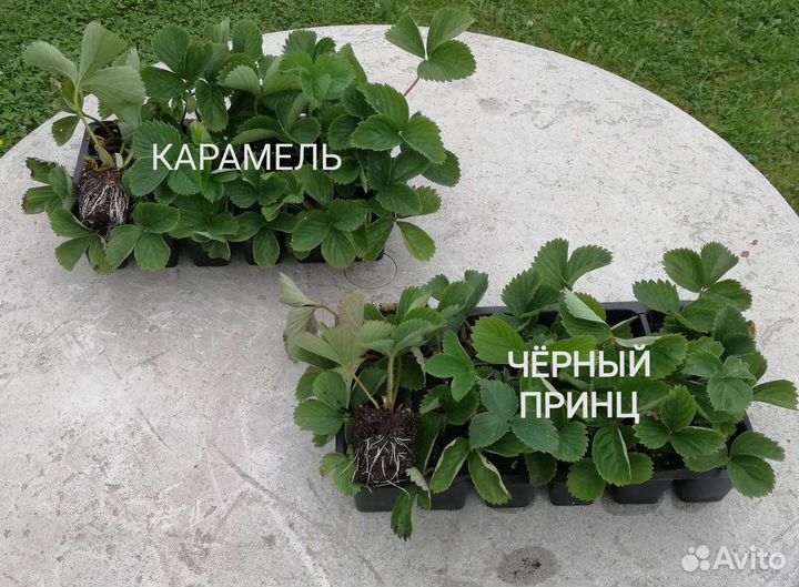 Усы клубники до 24.08.23