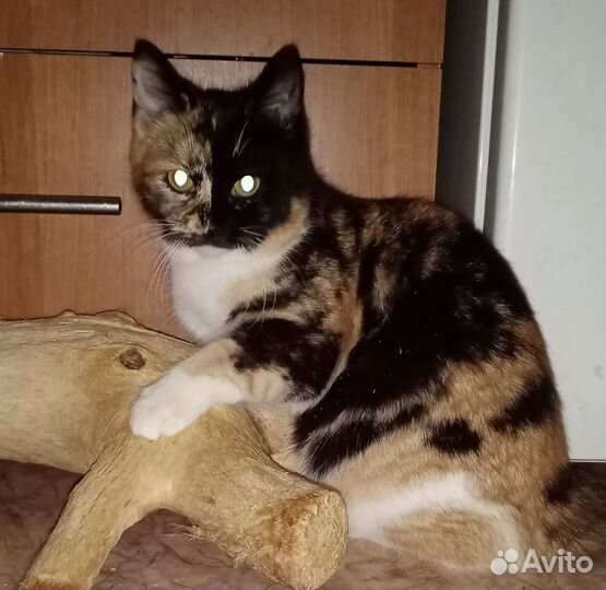 Кошечка в добрые руки