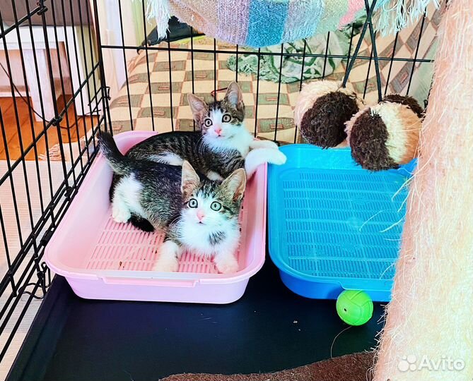 2 смышленных, ласковых котёнка мальчики 2,5 м