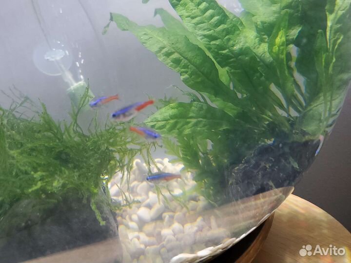 Рыбки неончики