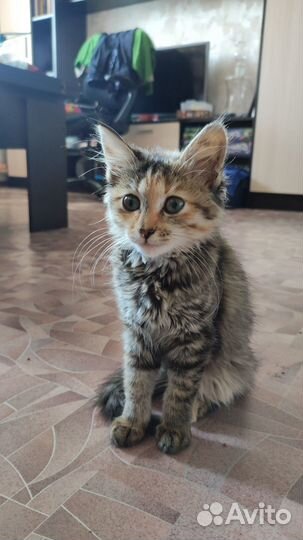 Отдам котенка в хорошие руки