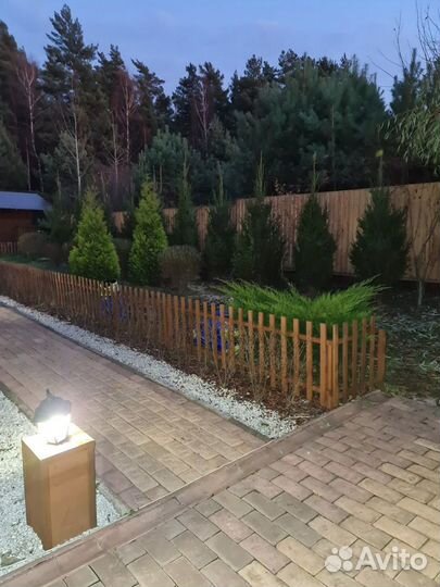 Саженцы сосны,ели,туи и др