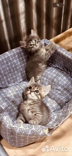 Кошки в добрые руки бесплатно