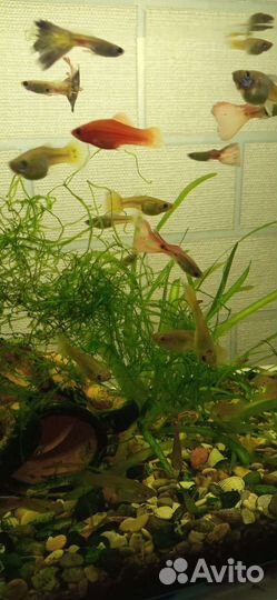 Аквариумные рыбки гуппи, молинезии, креветки