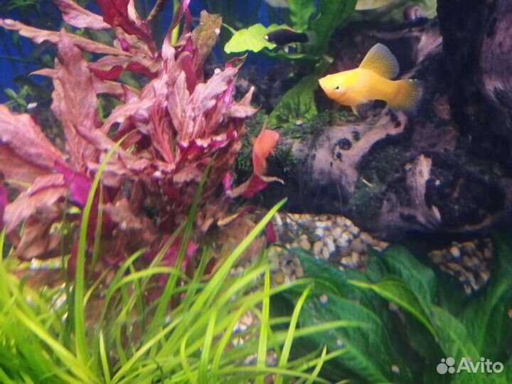 Рыба, аквариумные растения, улитки ампулярии